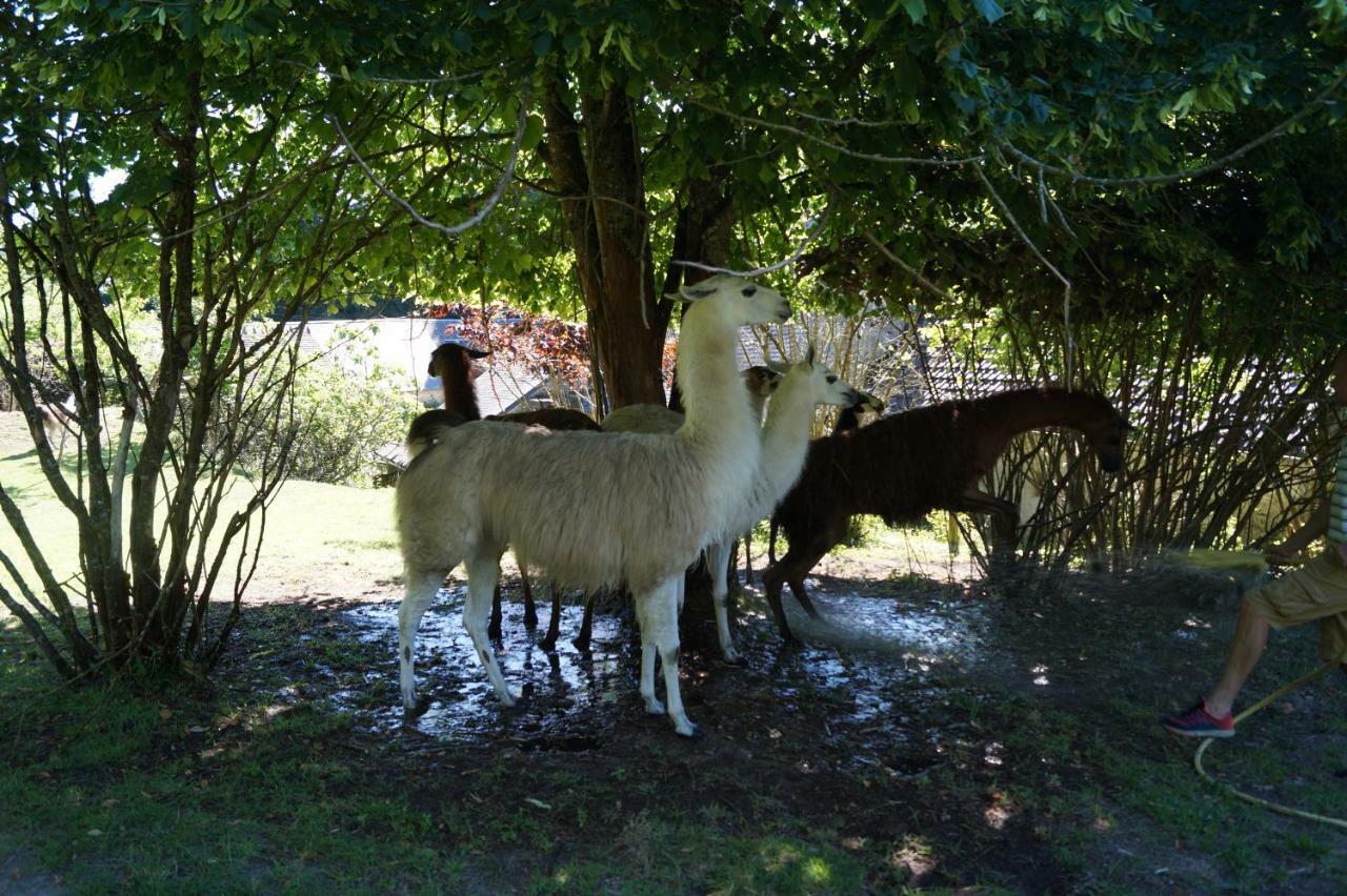 Loire Valley Llama Farm Stay Lavernat Buitenkant foto